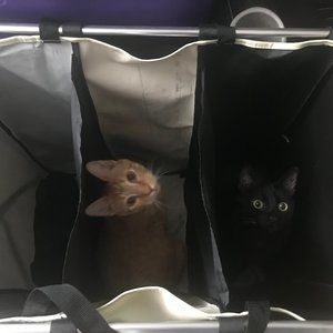 Meet your Posher, Lea